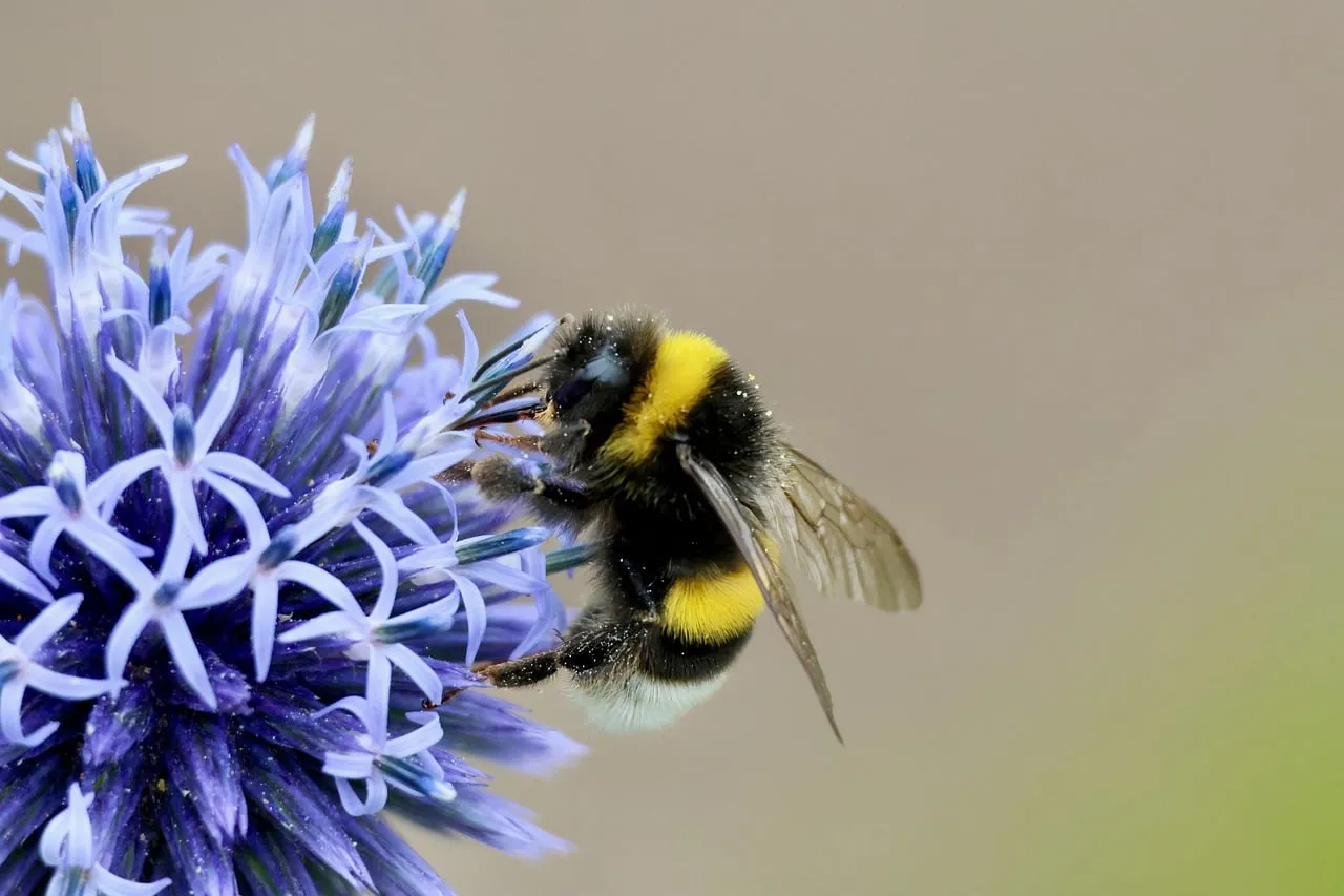 Buzzing Beauty: Bumblebee on Thistle Flower Macro