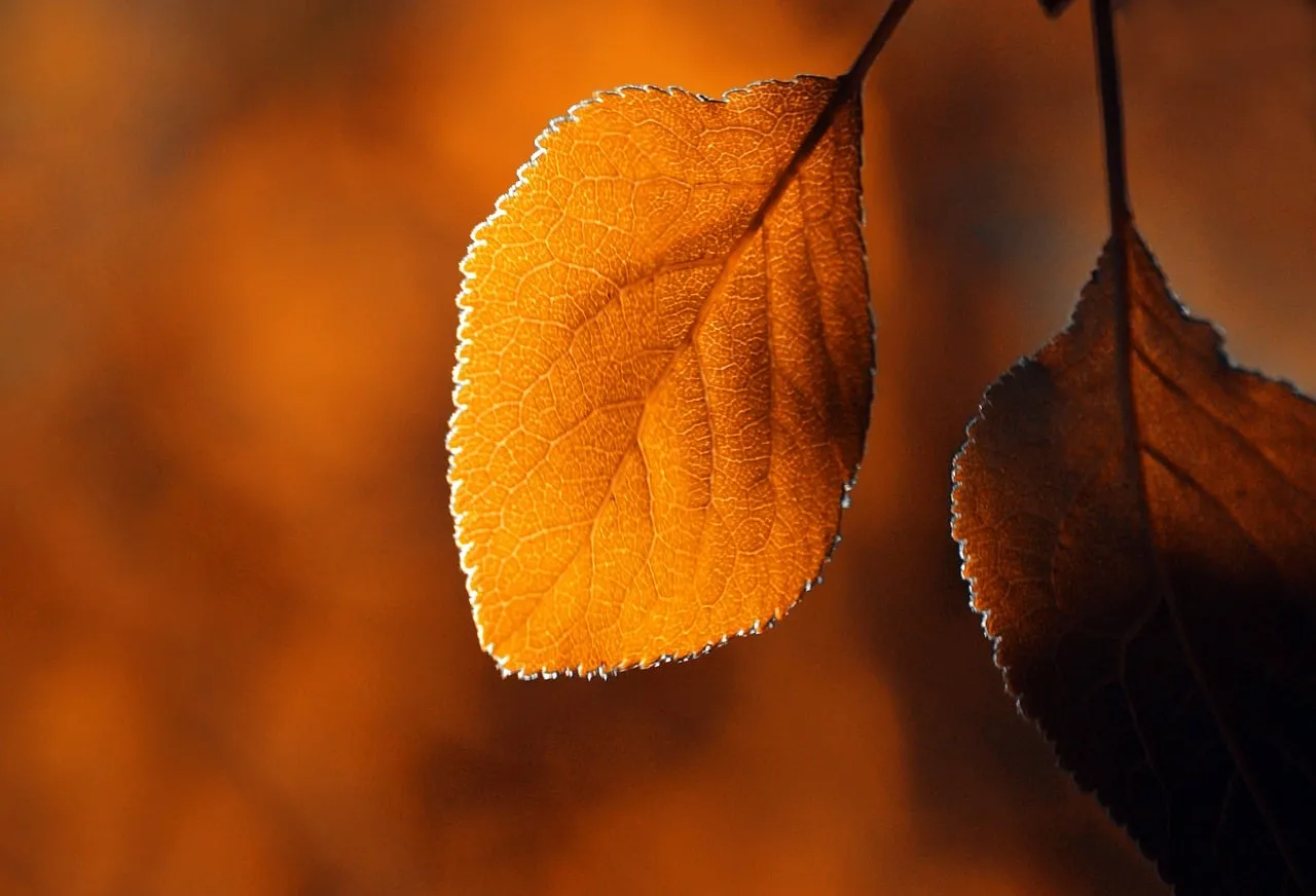 Golden Hour Glow: Captivating Autumn Leaf Details