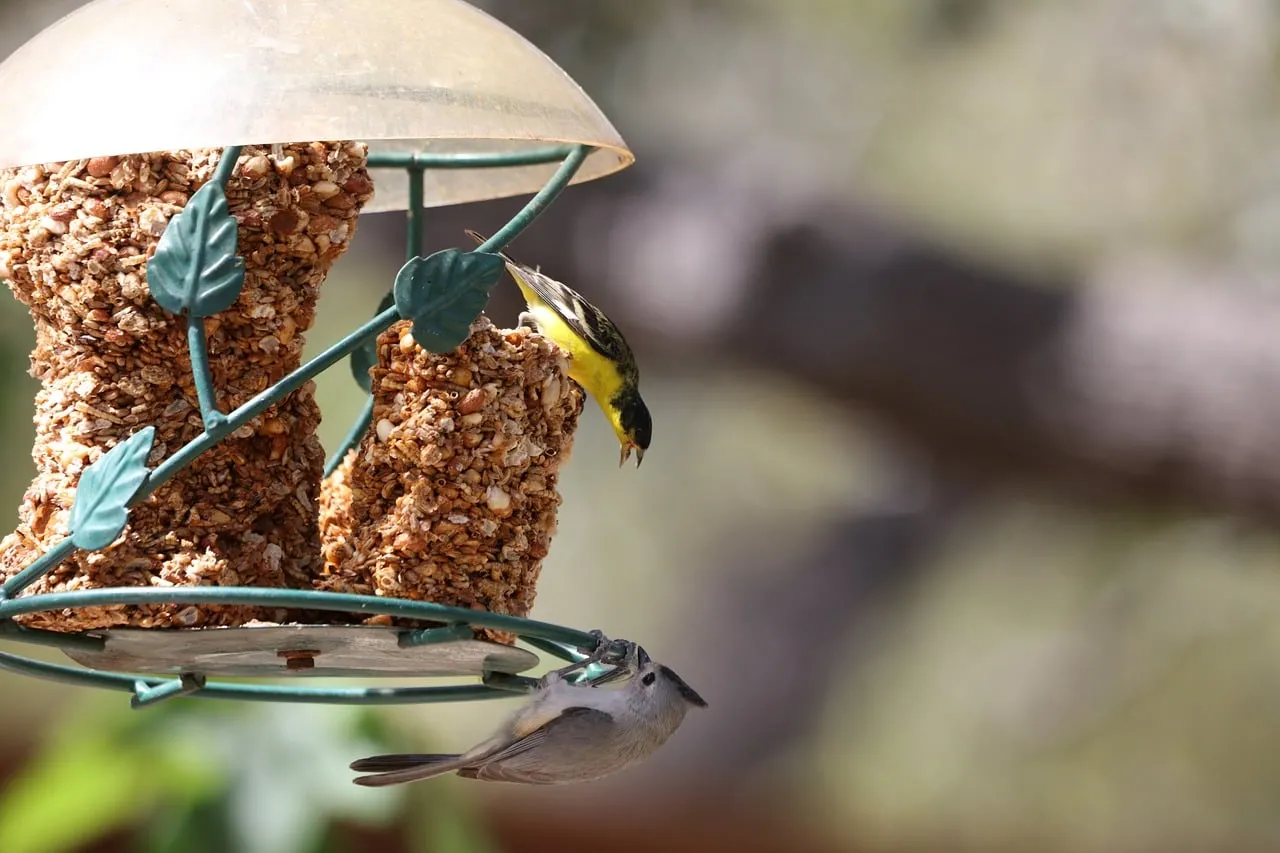 Vibrant Finches Feasting: A Glimpse of Wild Nature