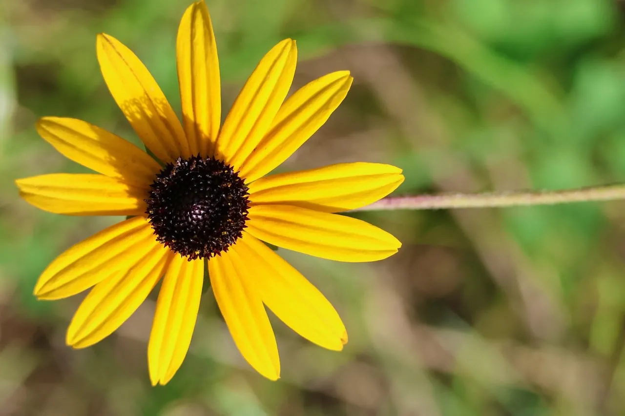 Vibrant Yellow Rudbeckia Hirta: A Macro Delight