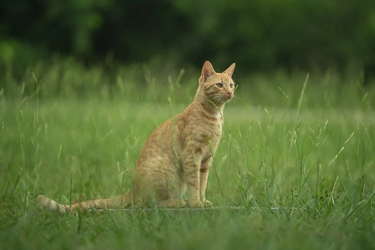 Vibrant Ginger Cat in Lush Green Meadow