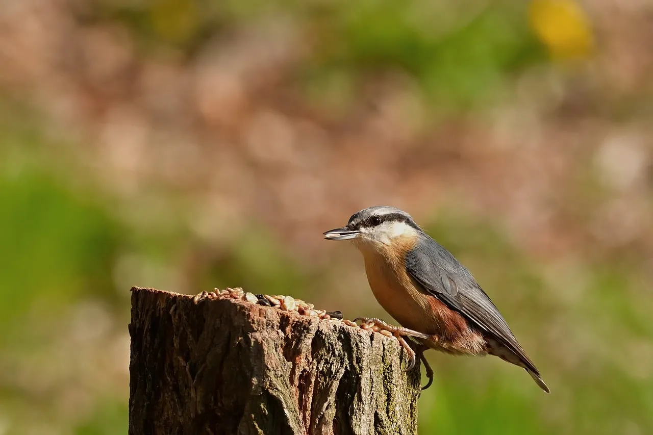 Vibrant Nuthatch Feeding in Serene Wilderness