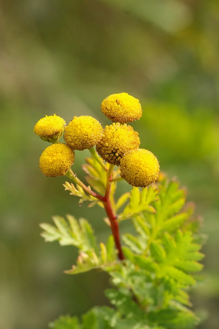 Vibrant Yellow Tansy Blooms: Summer's Golden Radiance