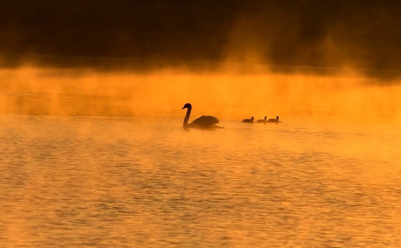 Golden Hour Serenity: Swans on a Misty Pond