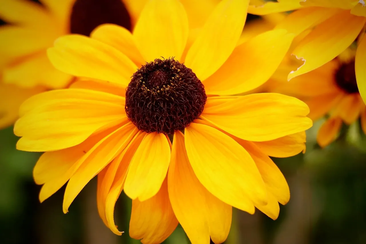 Vibrant Yellow Black-Eyed Susan: A Summer Garden's Delight