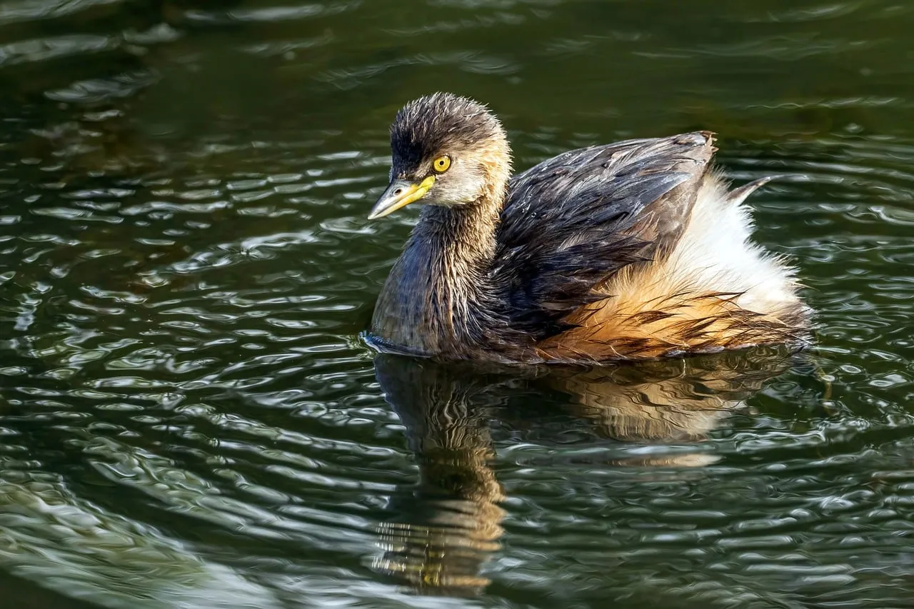 Serene Australasian Grebe Gliding on Tranquil Waters