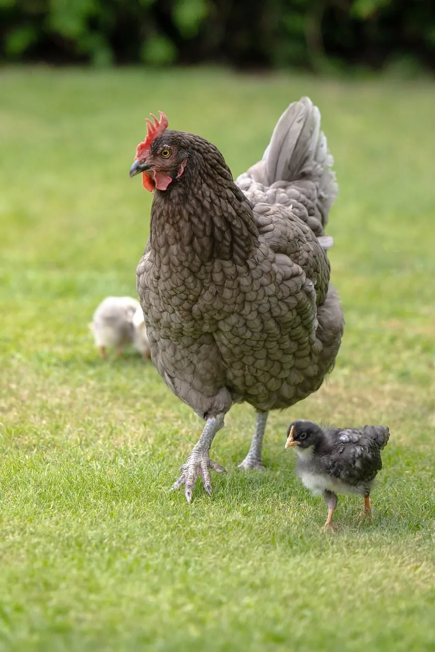 Charming Hen and Chicks: A Delightful Spring Farm Scene