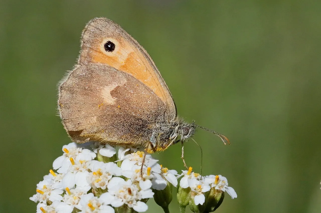 Delicate Butterfly Resting on a Blooming Wildflower