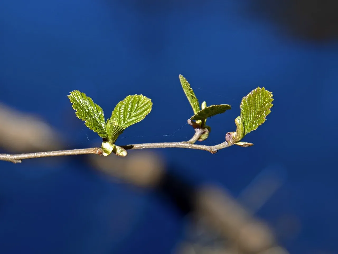 Vibrant Spring Growth: Fresh Green Buds Against Blue Sky