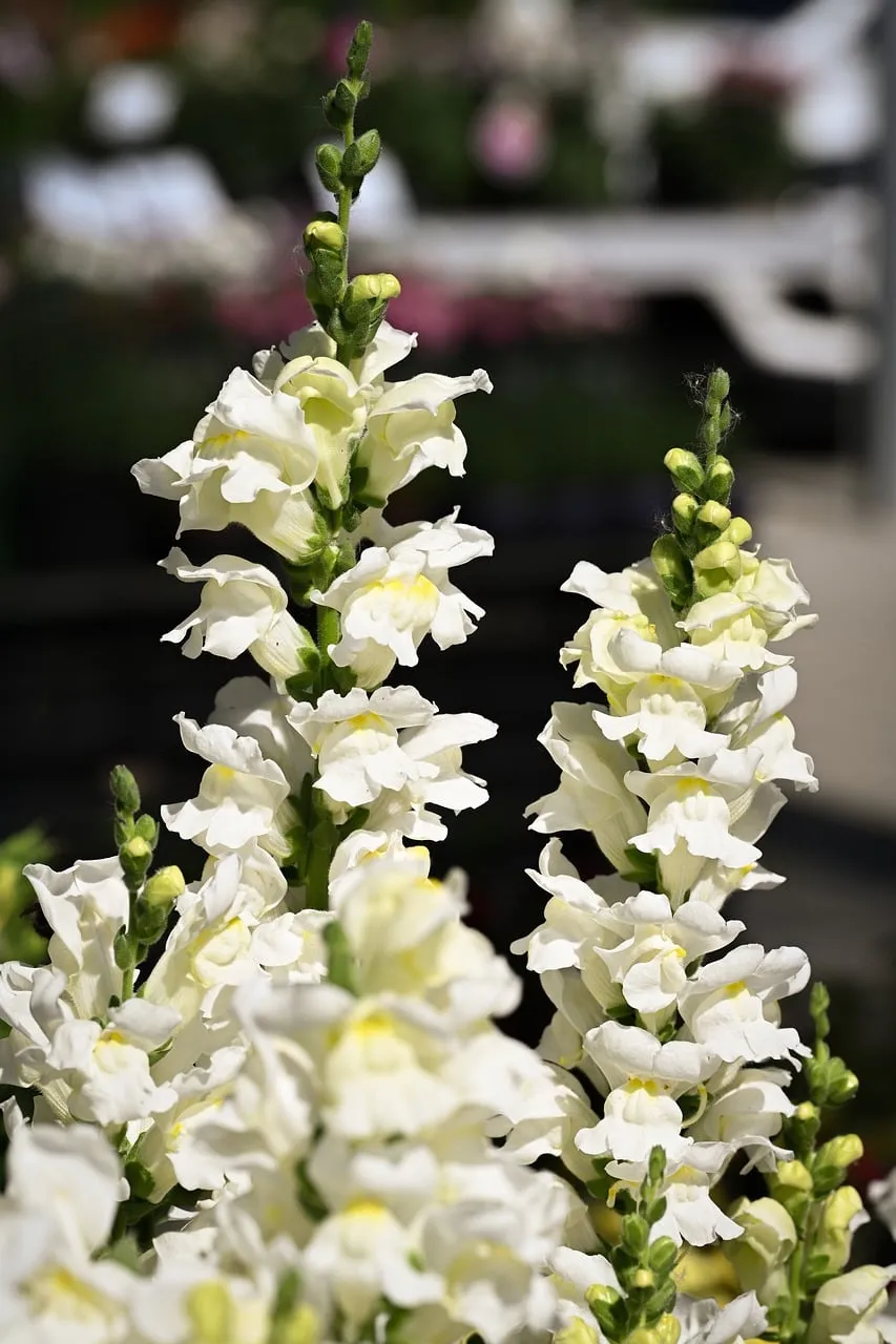 Stunning White Snapdragons: Serene Beauty in Bloom