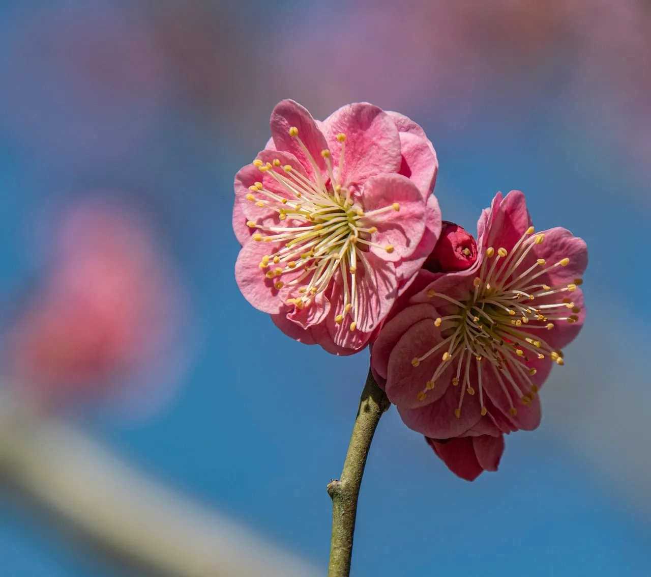 Vibrant Pink Plum Blossoms Against Azure Sky