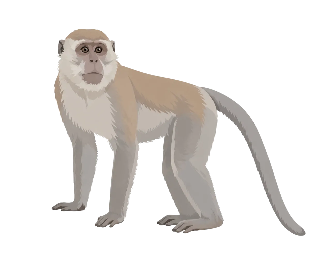 Captivating Macaque: Lifelike Wildlife Illustration