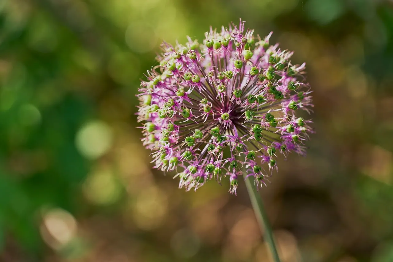 Vibrant Purple Allium: A Stunning Floral Macro