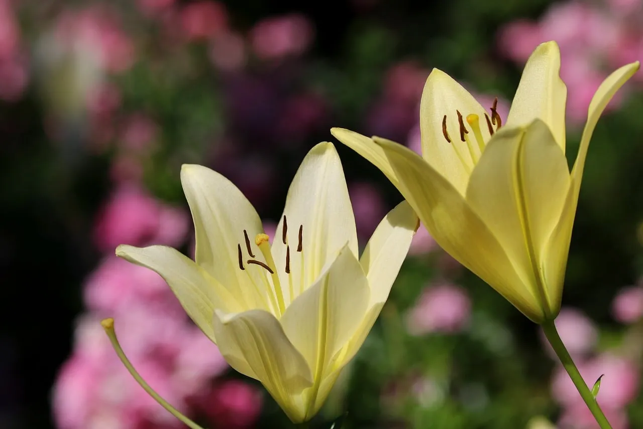 Vibrant Yellow Lilies: A Macro Shot of Spring's Delicate Beauty