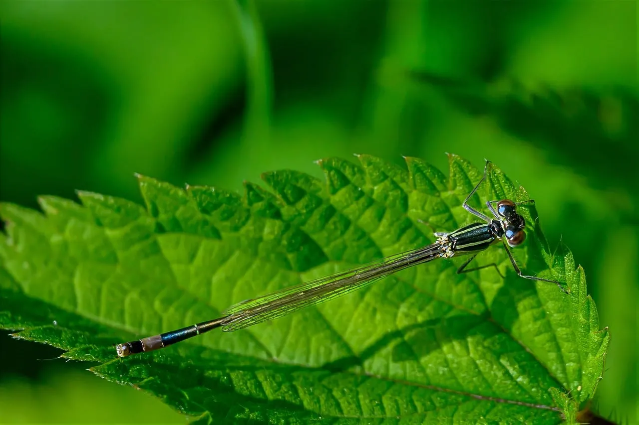 Stunning Macro: Delicate Dragonfly on Vibrant Green Leaf