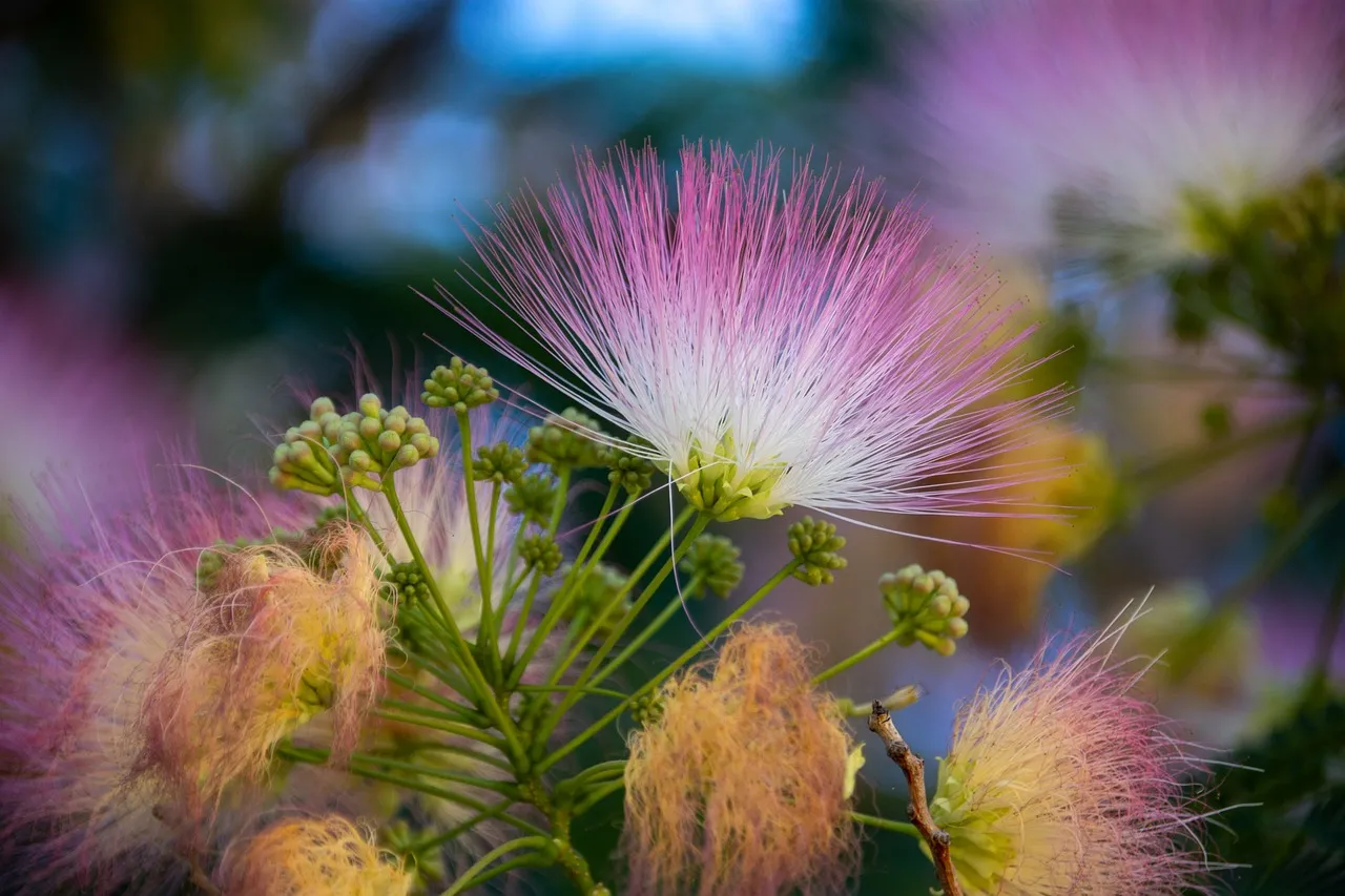 Vibrant Acacia Blossom: Nature's Delicate Pink Fireworks