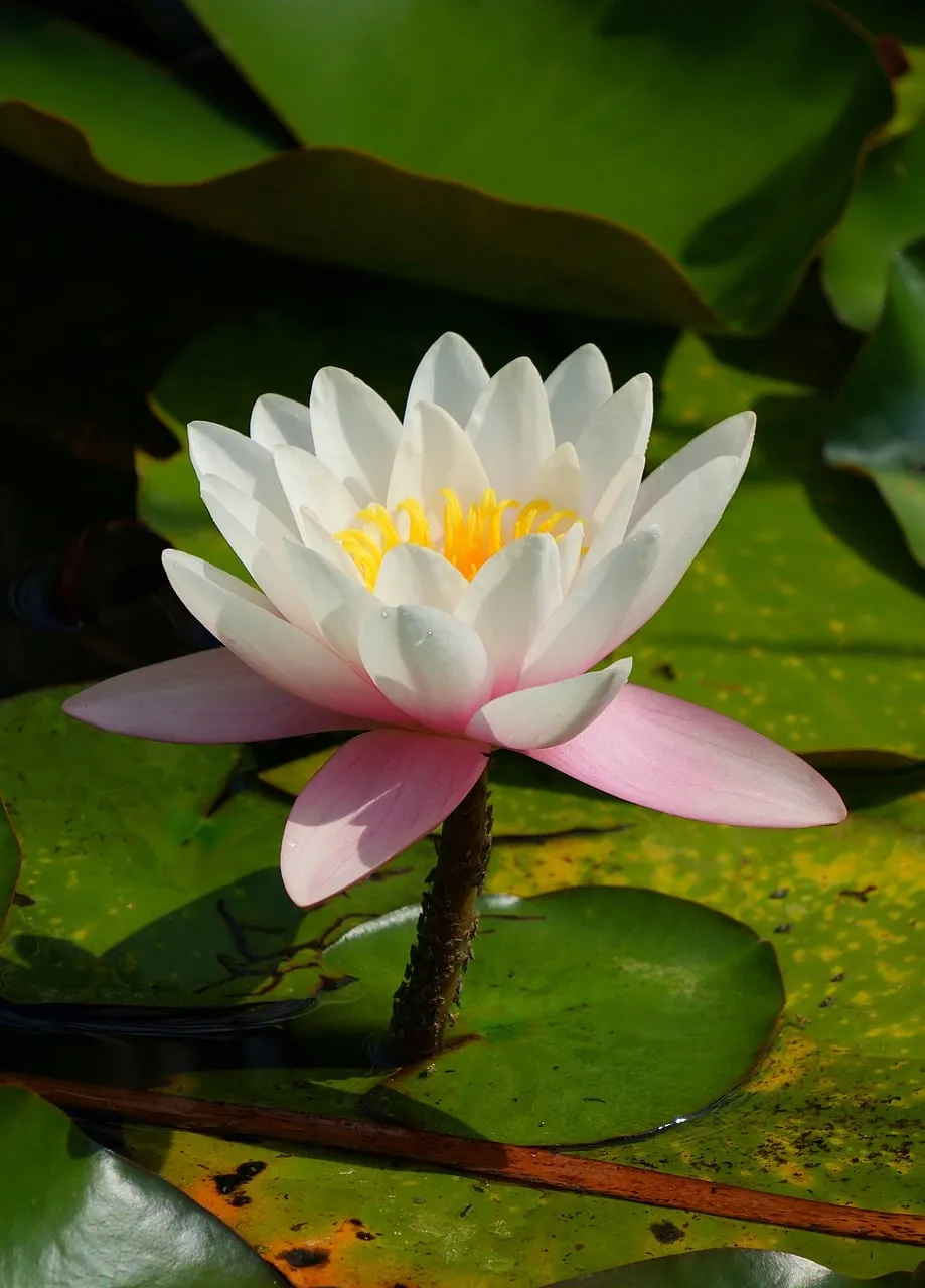 Stunning White Water Lily: A Vision of Serene Aquatic Beauty