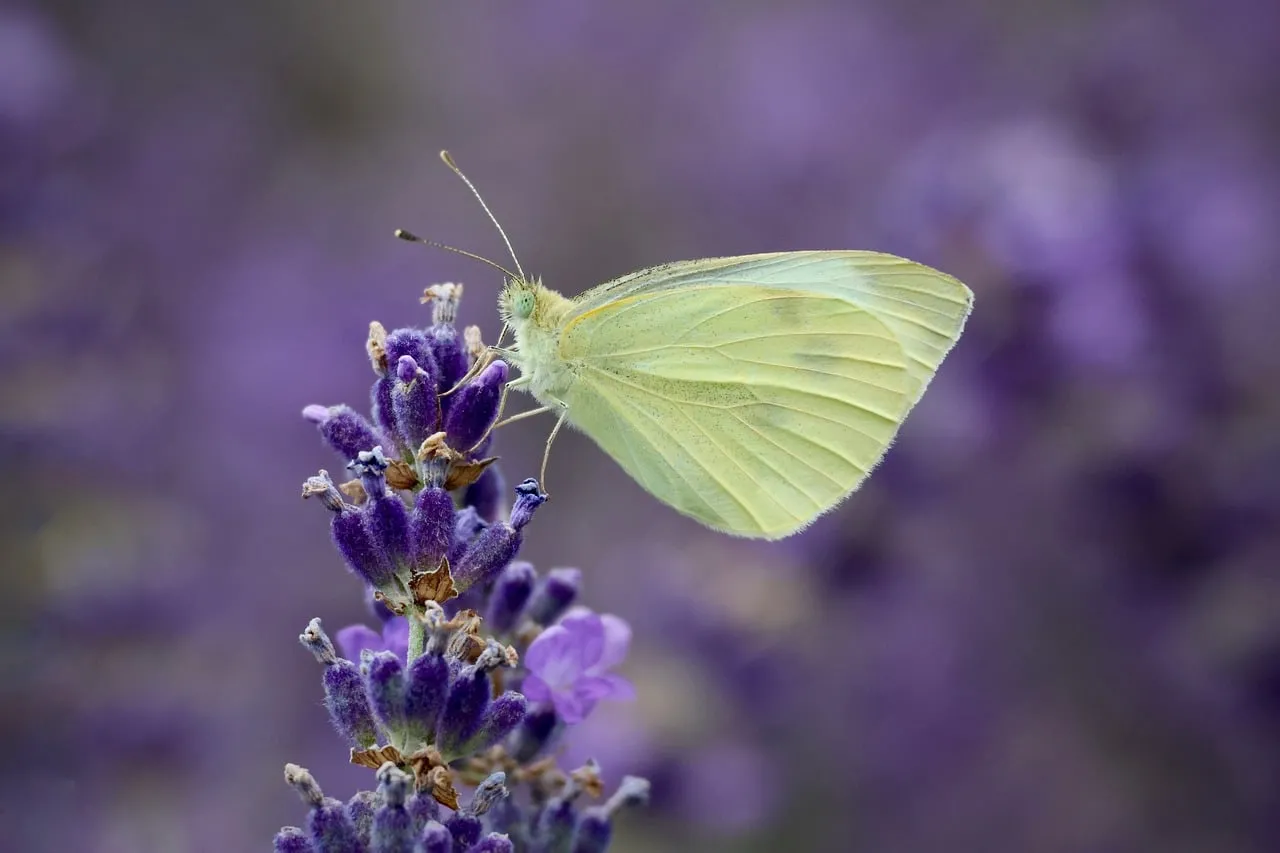 Delicate White Butterfly on Vibrant Lavender Bloom