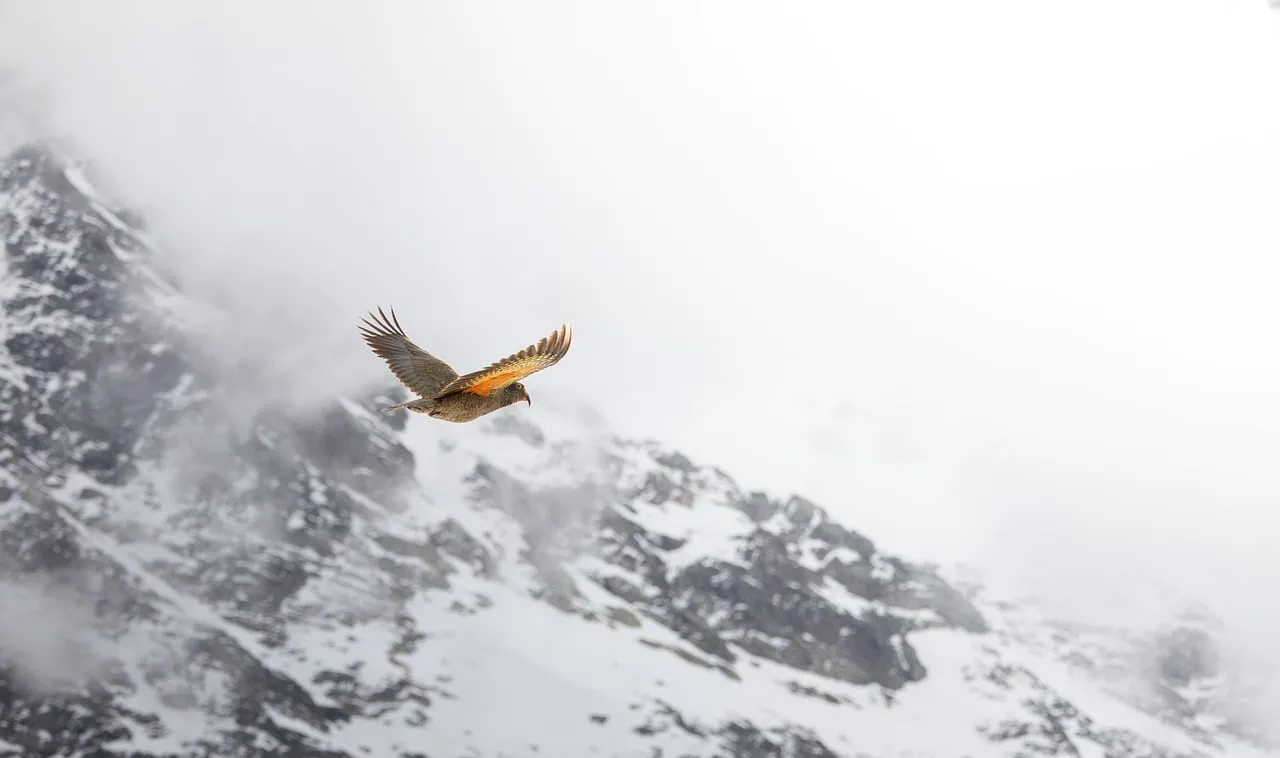 Majestic Kea Soaring Over Snow-Capped New Zealand Mountains
