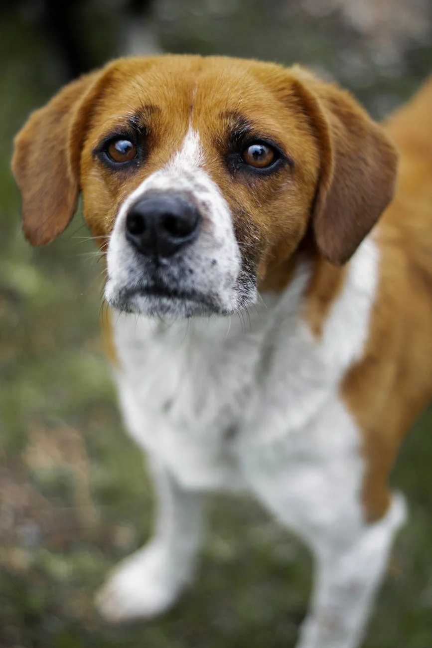Enchanting Gaze: Close-up of a Gentle Brown and White Dog Outdoors