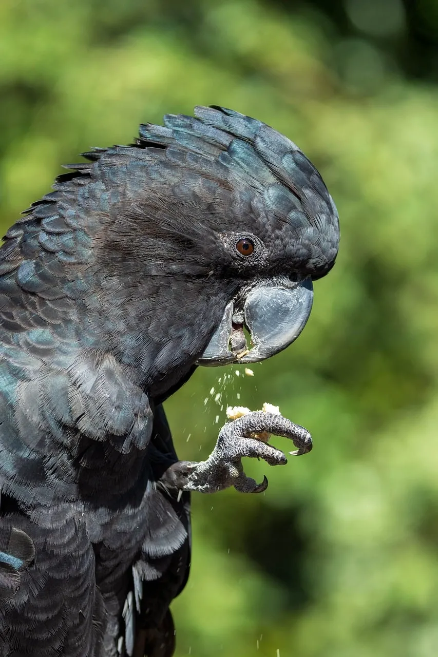 Majestic Black Cockatoo: A Striking Australian Aviary Resident