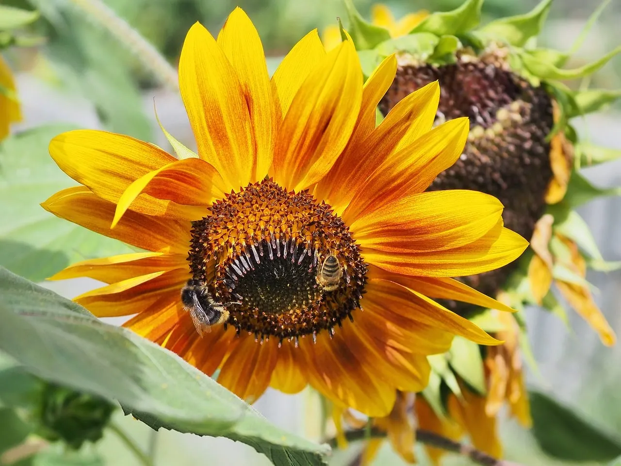 Vibrant Sunflower Buzzing with Life: Nature's Golden Embrace