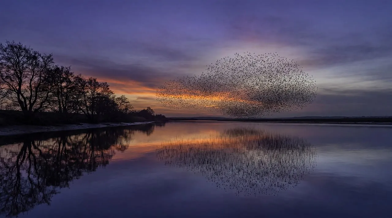 Breathtaking Sunset Murmuration Over Tranquil Lake Reflections