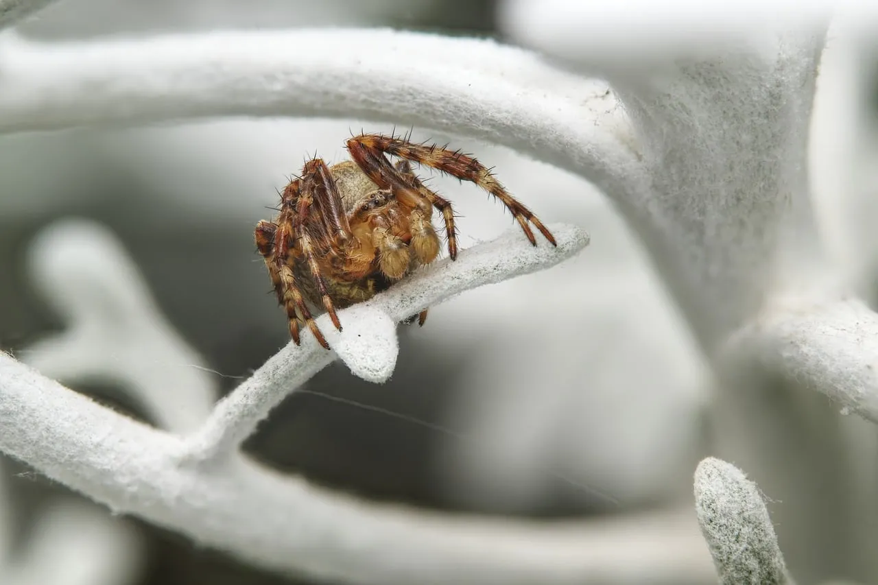 Macro Marvel: Garden Spider in Sharp Detail