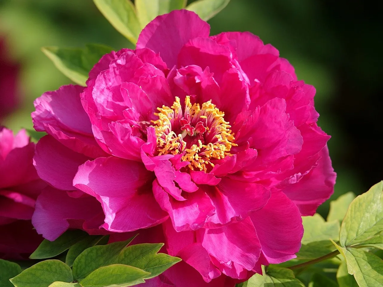 Vibrant Pink Peony: A Stunning Blossom of Spring
