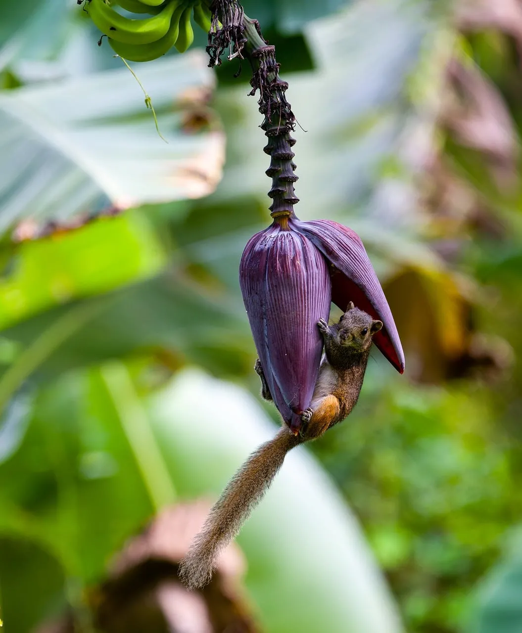 Charming Squirrel Foraging on a Vibrant Banana Blossom