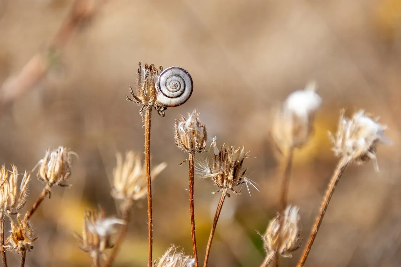 Enchanting Snail on Dry Grass: A Macro Autumn Wonder