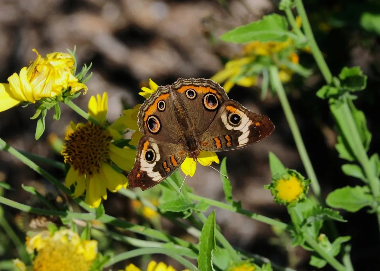 Stunning Buckeye Butterfly on Yellow Bloom in Summer