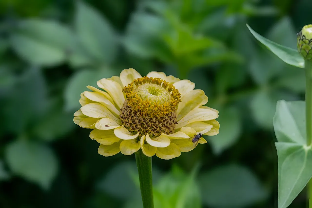 Vibrant Yellow Zinnia Bloom: Nature's Summer Masterpiece