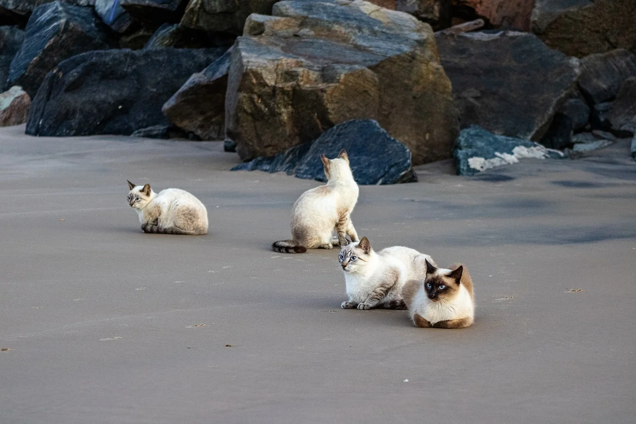 Charming Feline Friends: Beachside Cat Gathering