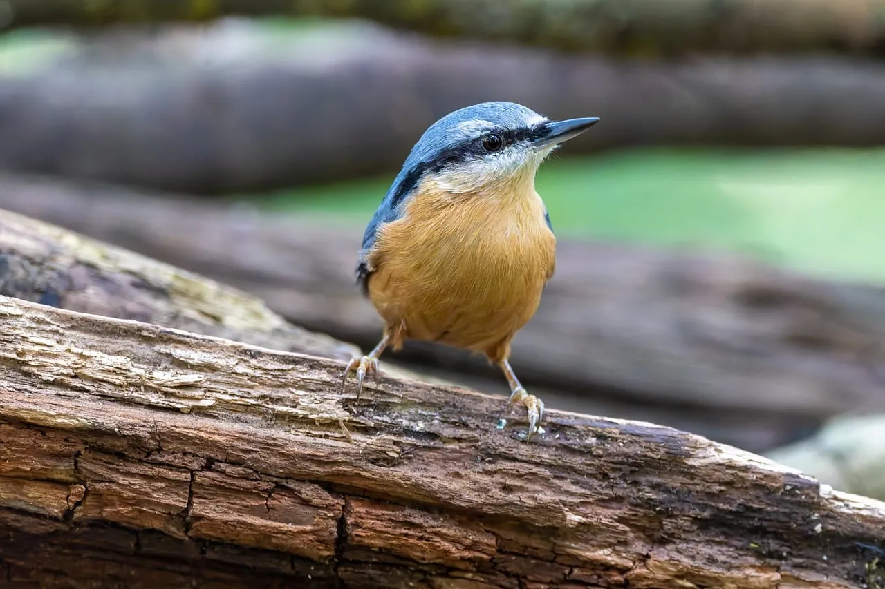 Charming Eurasian Nuthatch: A Glimpse of Spring's Delicate Beauty