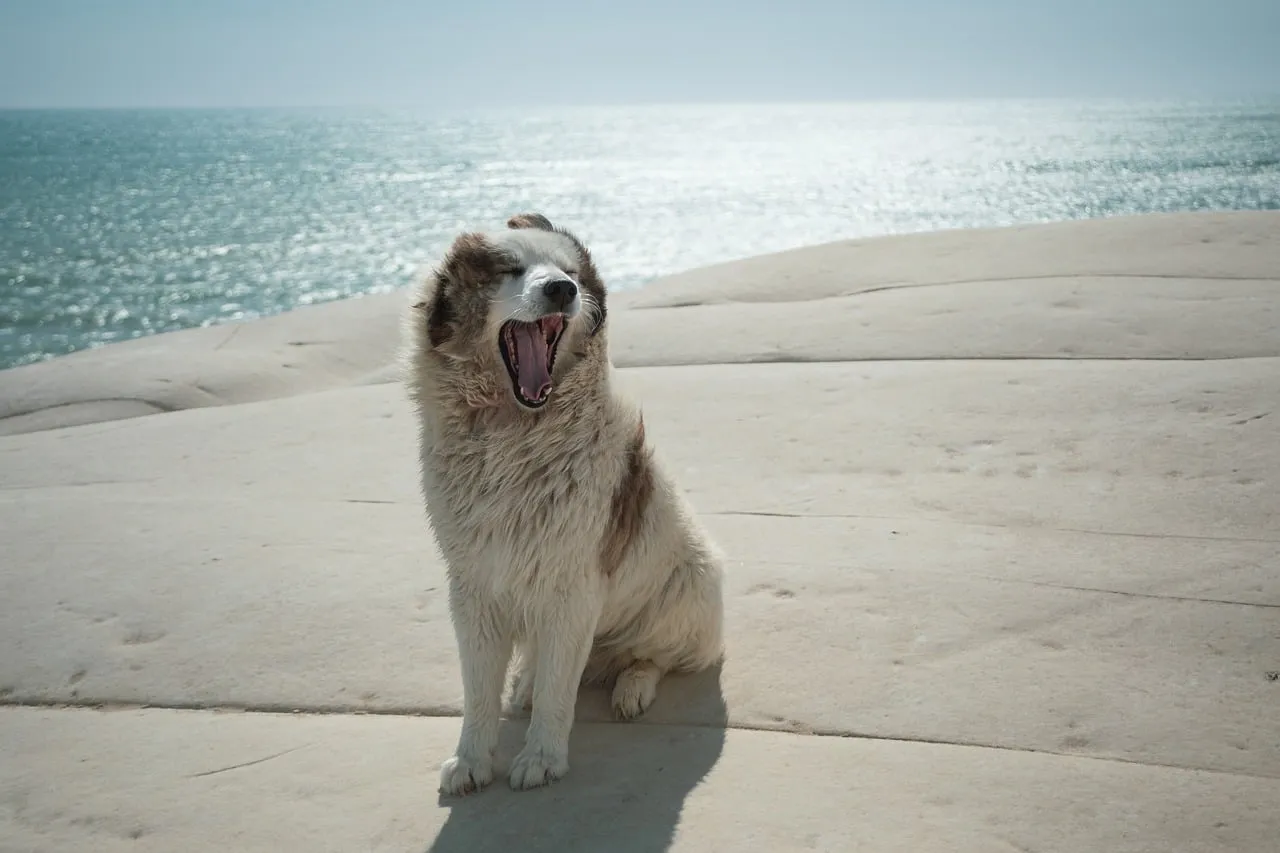 Charming Dog Yawning at Scala dei Turchi Beach