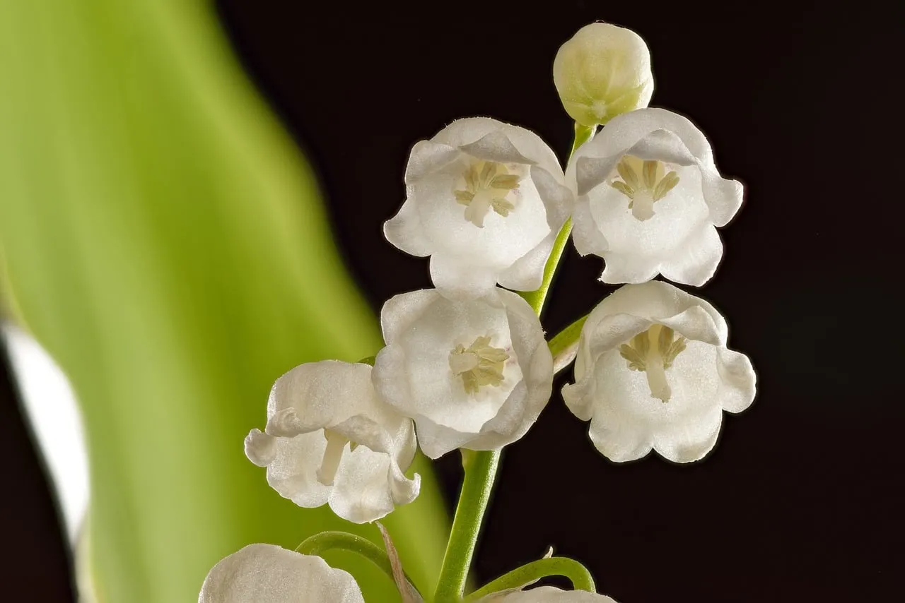 Delicate White Bells: Captivating Lily of the Valley Bloom