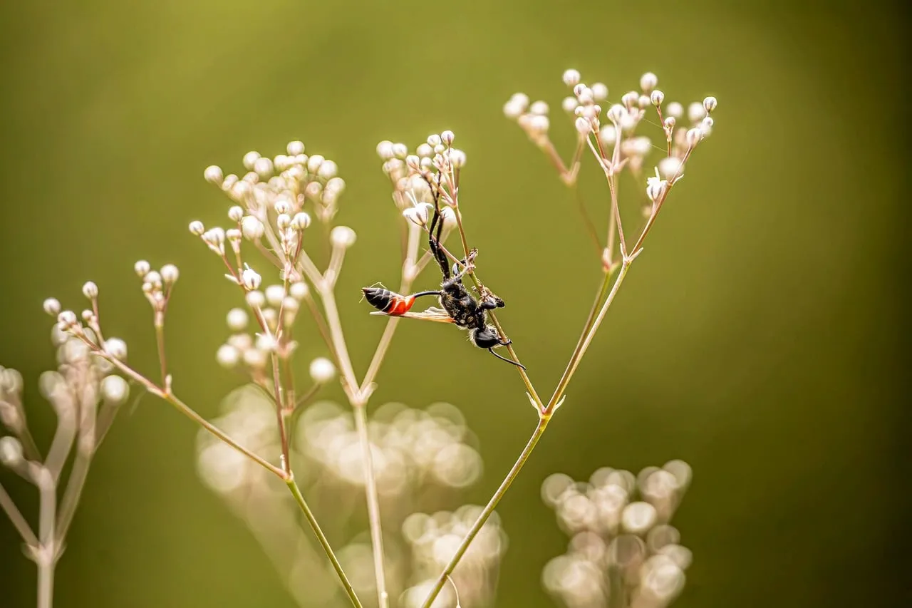 Stunning Macro: Insect on Delicate White Flowers