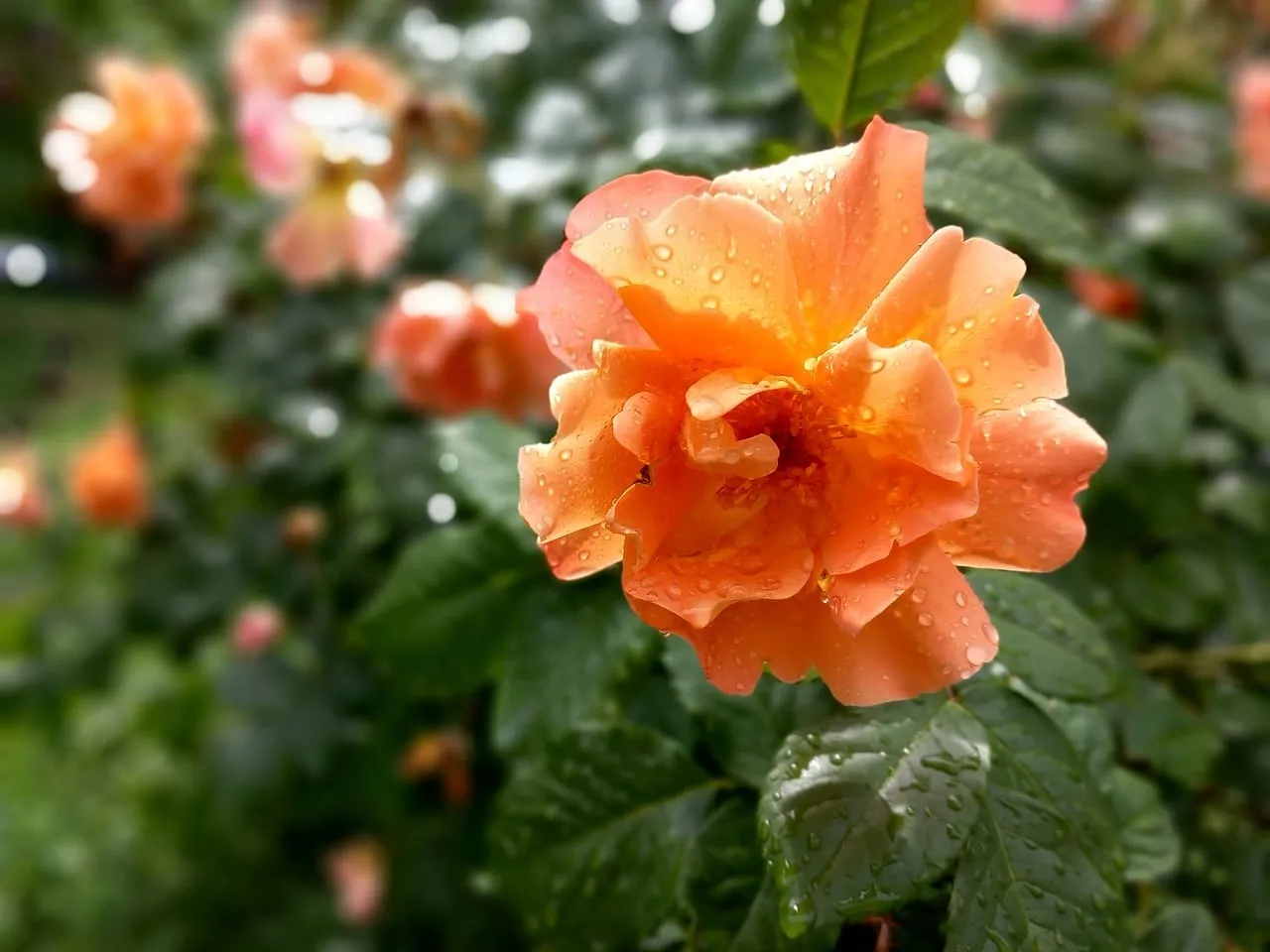 Vibrant Orange Rose Adorned with Fresh Raindrops