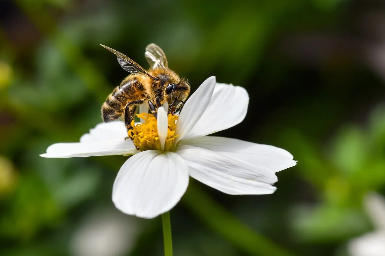 Vibrant Macro: Busy Bee Pollinating White Flower