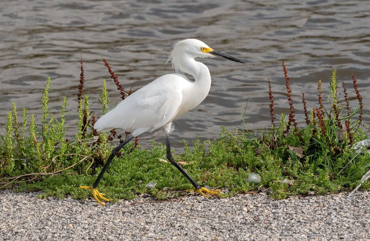 Elegant Snowy Egret: Coastal Forager in Golden Sunlight