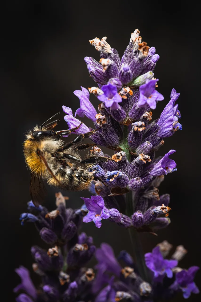 Vibrant Lavender: Bumblebee's Nectar Delight Wallpaper