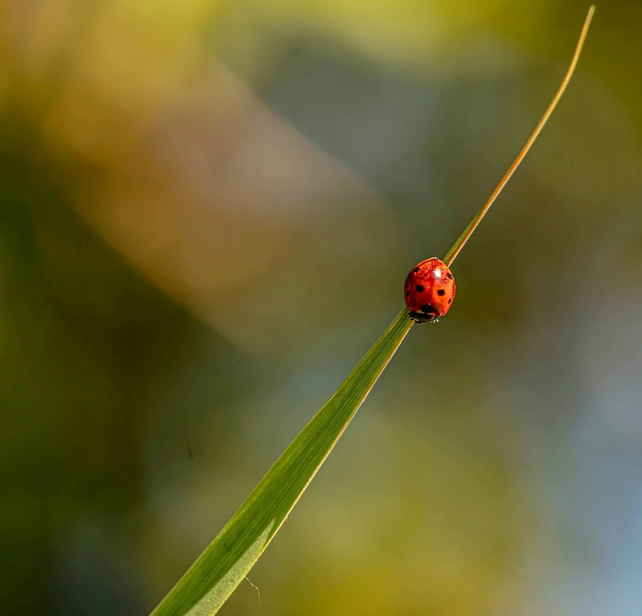 Vibrant Macro: Ladybug on a Blade of Grass