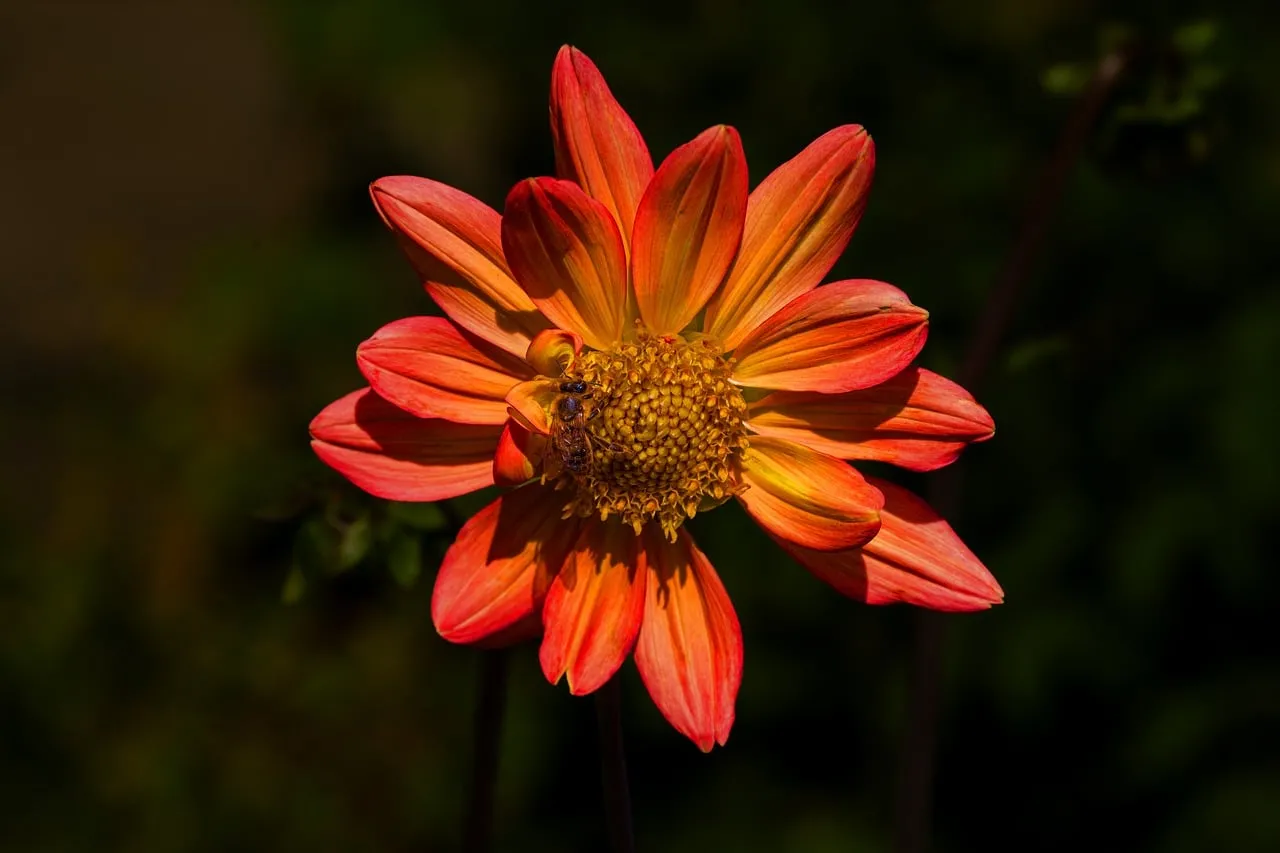 Vibrant Dahlia in Bloom: A Pollinator's Paradise