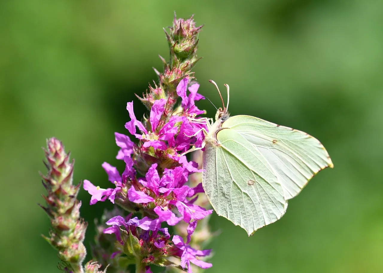 Enchanting Brimstone Butterfly on Vibrant Purple Loosestrife