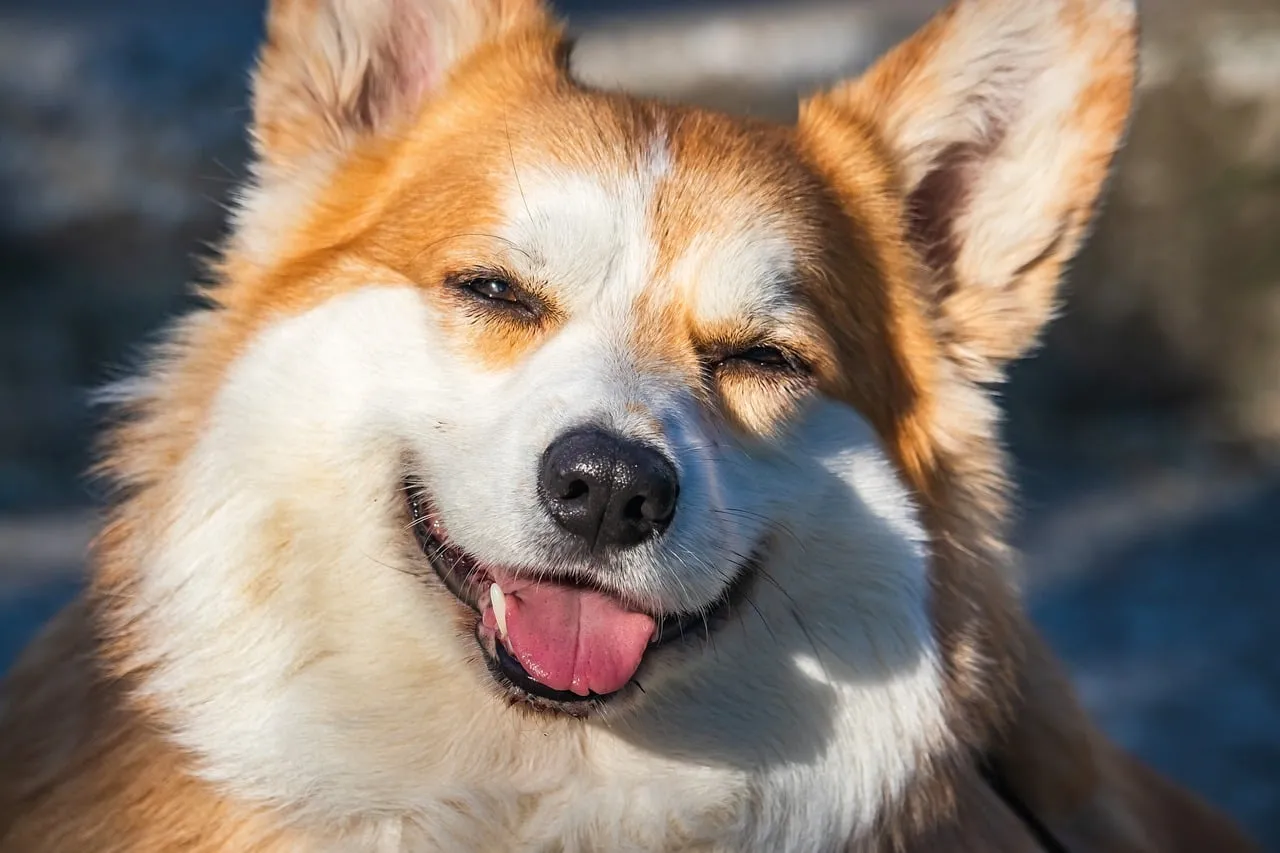 Charming Corgi Smile: Adorable & Fluffy Happy Dog Portrait