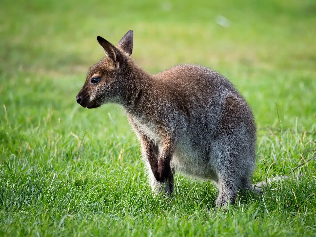 Adorable Joey: A Glimpse into Australia's Wild Heart