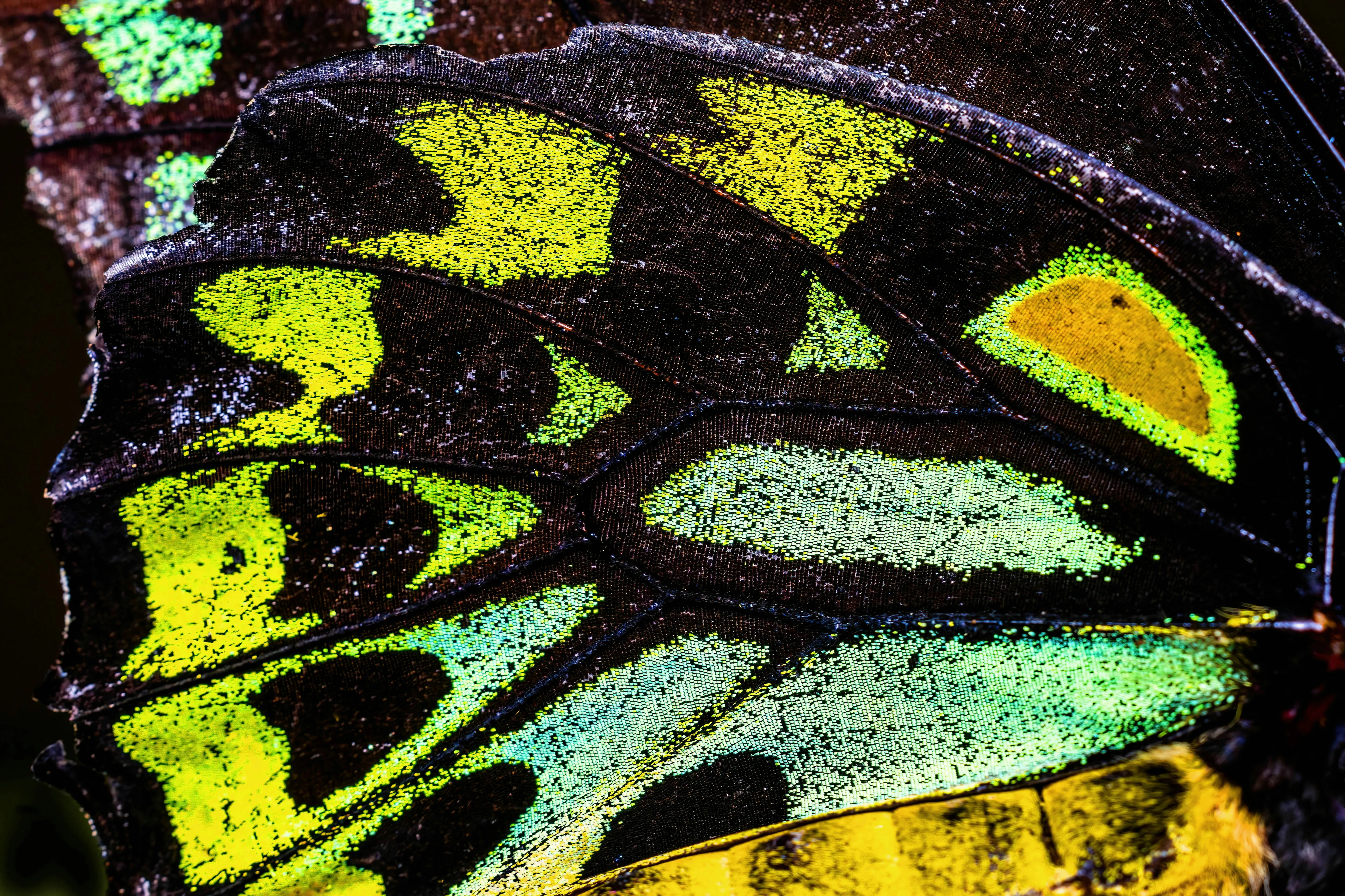 Vibrant Neon: Underside of a Male Cairns Birdwing Butterfly Wing