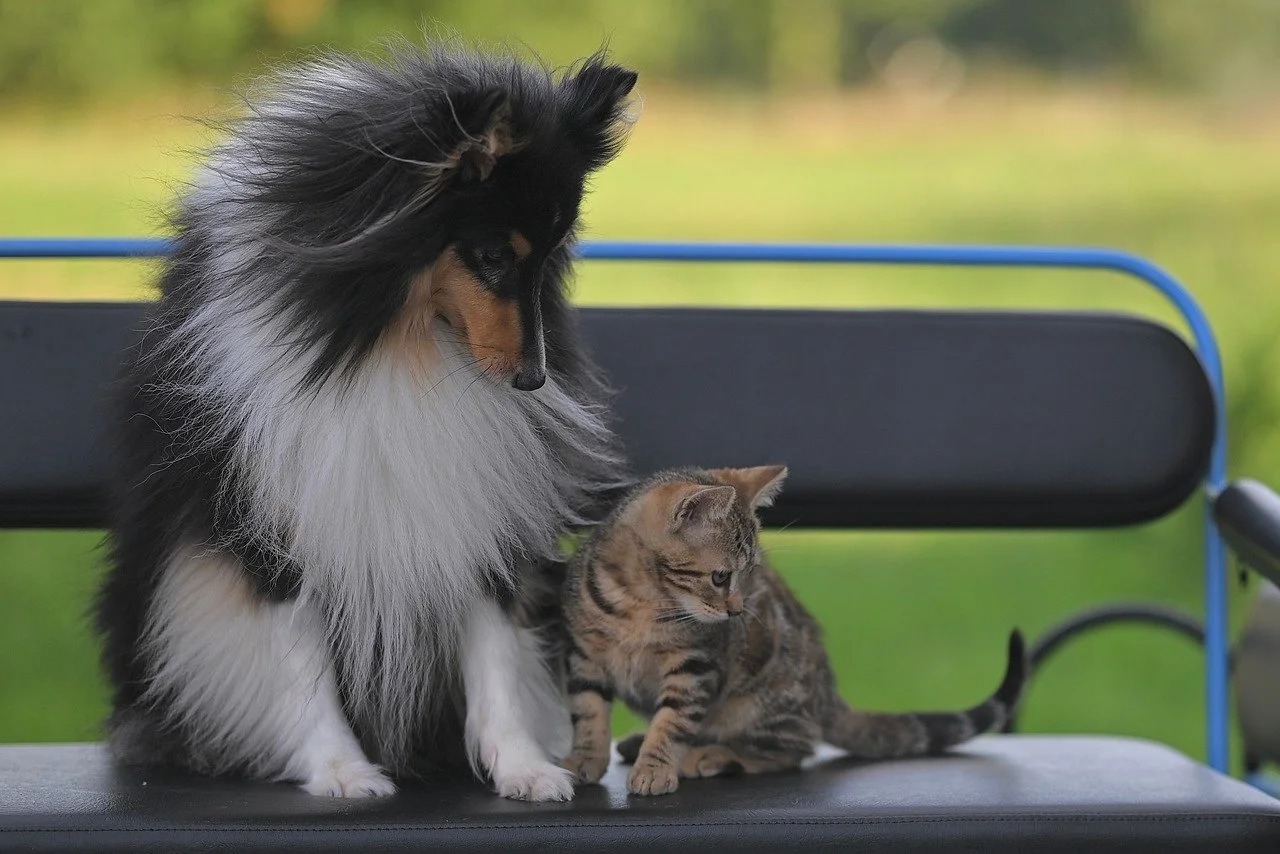 Heartwarming Friendship: Shetland Sheepdog & Kitten's Gentle Bond