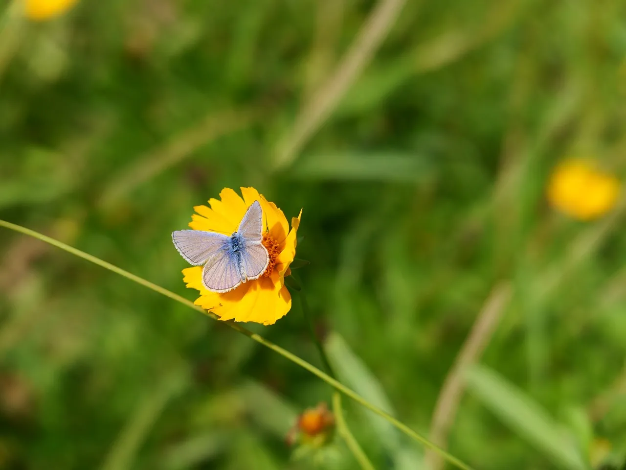 Vibrant Summer Delight: Lilac Butterfly on Golden Coreopsis